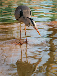 Bird perching on a lake