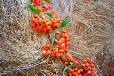 High angle view of berries growing on tree