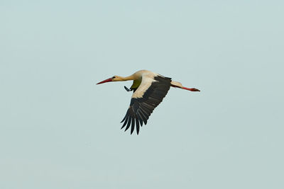 Low angle view of bird flying against clear sky