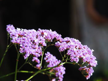 Close-up of purple flowering plants