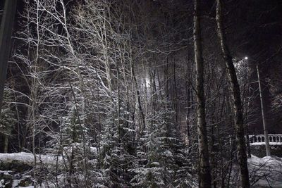 Trees in forest during winter