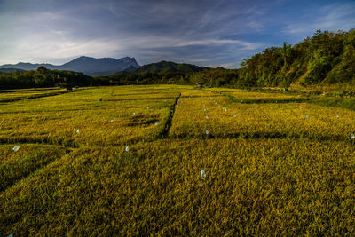 Scenic view of field against sky