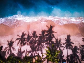 Scenic view of palm trees on beach