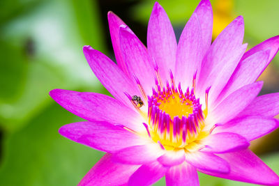 Close-up of insect on pink flower