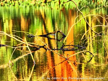 Plants growing in lake