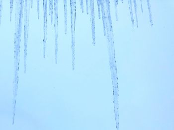 Close-up of icicles on snow covered land