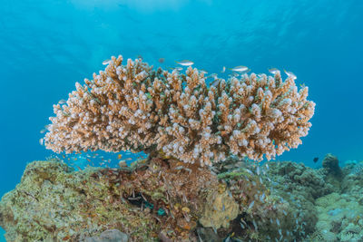 Fish swimming in sea
