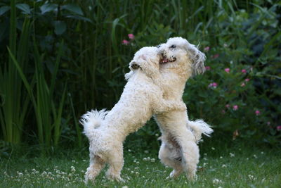 Full length of a dog on field