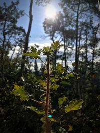 Close-up of fresh green plants against sky