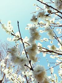 Low angle view of apple blossoms in spring