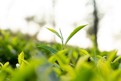green
