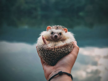 Close-up of hand holding hedgehog