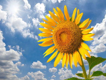 Close-up of sunflower against sky