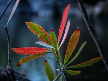 Close-up of raindrops on leaves