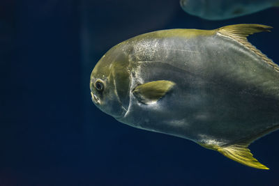 Close-up of fish swimming in sea