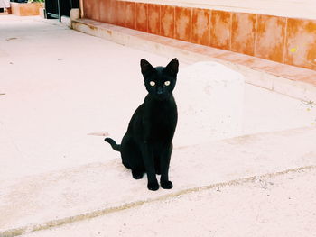 Portrait of black cat sitting on wall