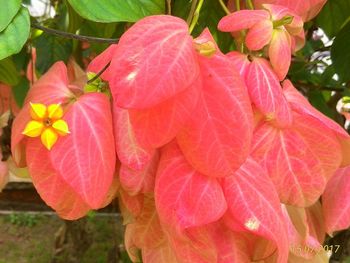 Close-up of pink flowers blooming outdoors