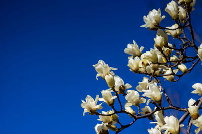 Low angle view of white flowering plant against clear blue sky