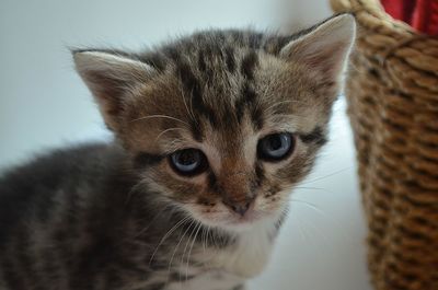 Close-up portrait of kitten in basket