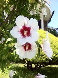 Close-up of white flowers blooming on tree