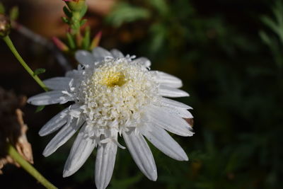 Close-up of white flowering plant