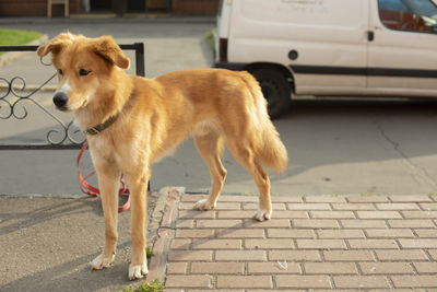 Portrait of dog on street