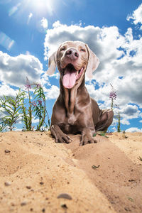 Portrait of dog sitting on sand