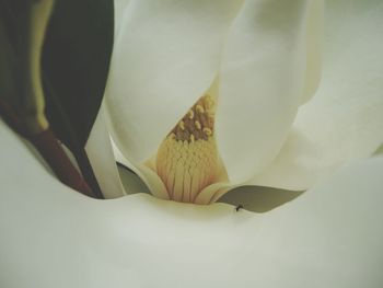 Close-up of flowers