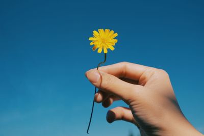 Close-up of hand holding yellow flower against blue sky