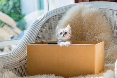 Kitten in container