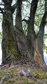 Tree trunk against sky