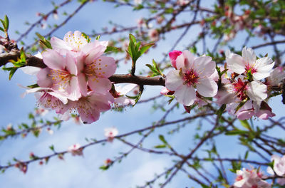 Close-up of cherry blossoms in spring