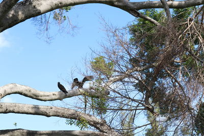 Low angle view of bird perching on tree against sky