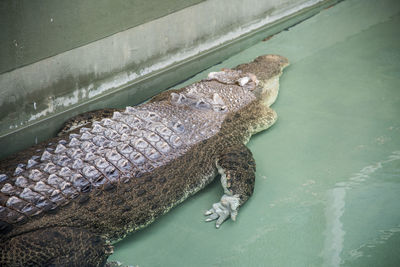 High angle view of crocodile in lake at zoo