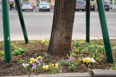 Close-up of flowers in city