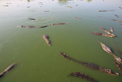 High angle view of fishes swimming in lake