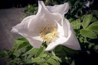 Close-up of white flowering plant