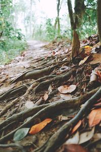 Close-up of dry leaves on tree trunk in forest