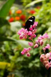 Close-up of butterfly pollinating on pink flower