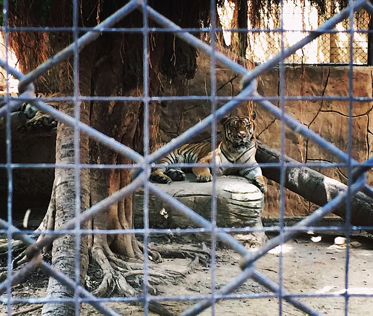 animal themes, animal, mammal, fence, vertebrate, animals in captivity, barrier, boundary, zoo, no people, animal wildlife, chainlink fence, day, one animal, animals in the wild, protection, security, cage, nature, focus on background, outdoors