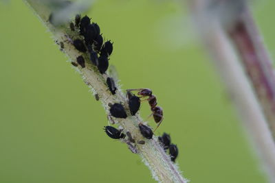 Close-up of insect on leaf