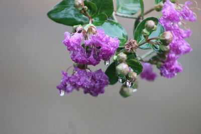 Close-up of purple flowering plant