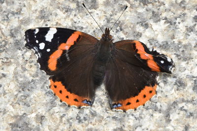 Close-up of butterfly on rock