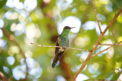 Low angle view of bird perching on branch