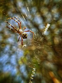 Close-up of spider
