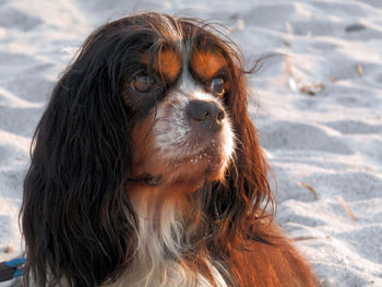 Close-up portrait of dog