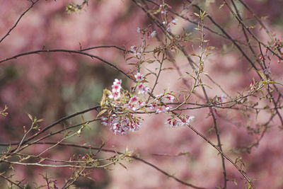 Close-up of pink cherry blossom tree