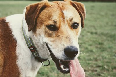 Close-up of hand holding dog