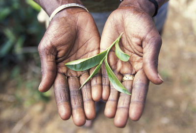 Low section of person holding herbs