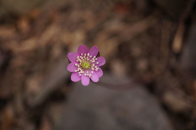 Close-up of pink flowering plant
